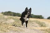 BORDER COLLIE 139